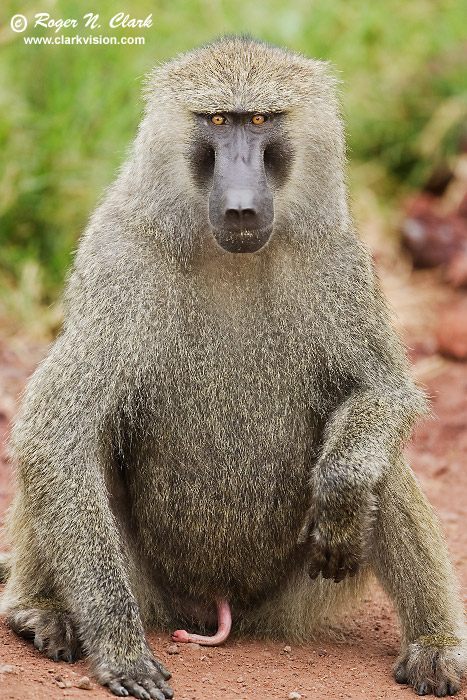 image baboon.c01.17.2007.JZ3F7027b-700.jpg is Copyrighted by Roger N. Clark, www.clarkvision.com