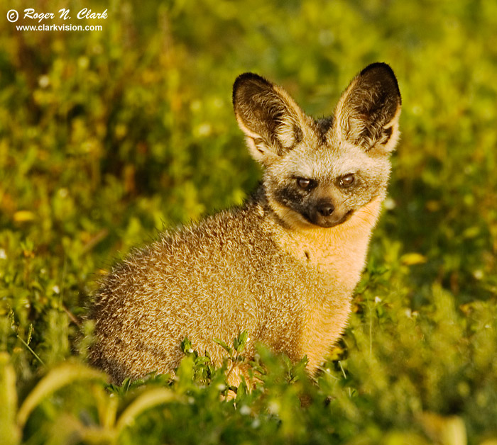 image bat-eared.fox.c01.26.2007.JZ3F2238b-700.jpg is Copyrighted by Roger N. Clark, www.clarkvision.com