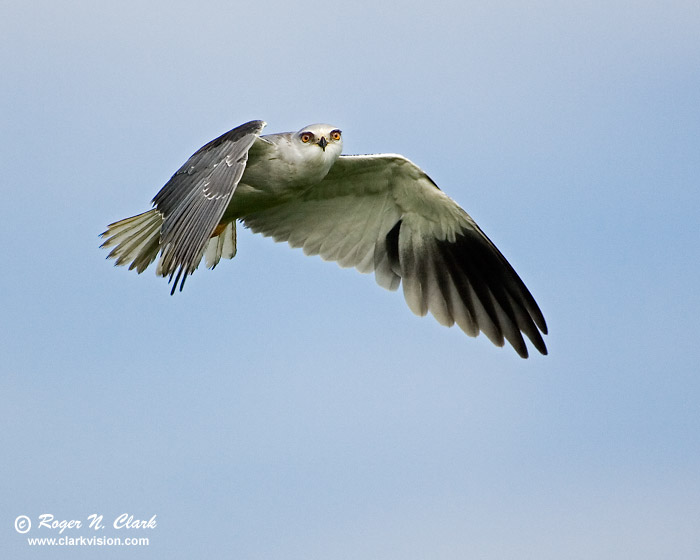 image black-shouldered.kite.c01.21.2007.JZ3F8715b-700.jpg is Copyrighted by Roger N. Clark, www.clarkvision.com