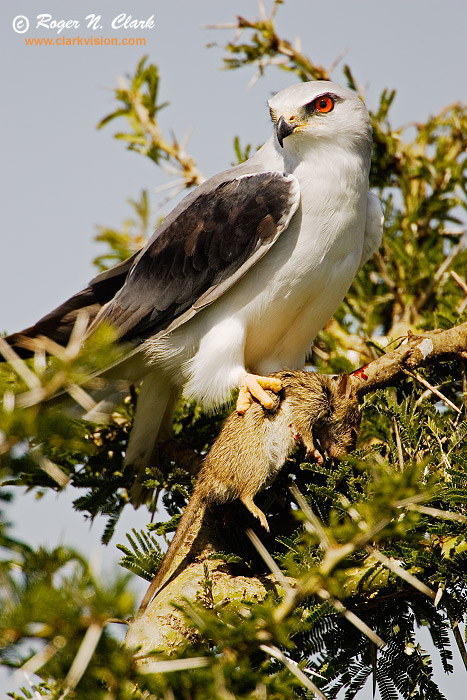 image black-shouldered.kite.c01.25.2007.JZ3F1856b-700.jpg is Copyrighted by Roger N. Clark, www.clarkvision.com