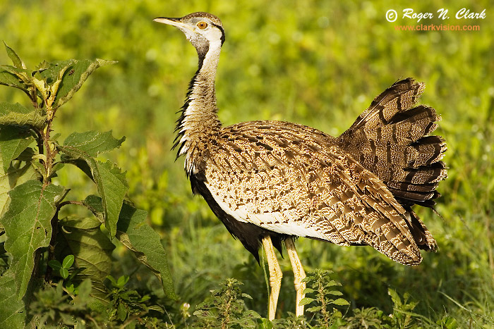 image black.bellied.bustard.c01.28.2007.JZ3F3631b-700.jpg is Copyrighted by Roger N. Clark, www.clarkvision.com