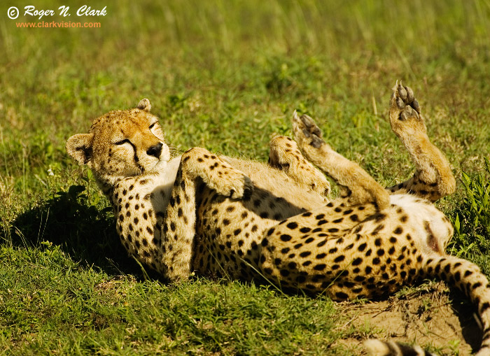 image cheetah.c01.24.2007.JZ3F1037b-700b.jpg is Copyrighted by Roger N. Clark, www.clarkvision.com