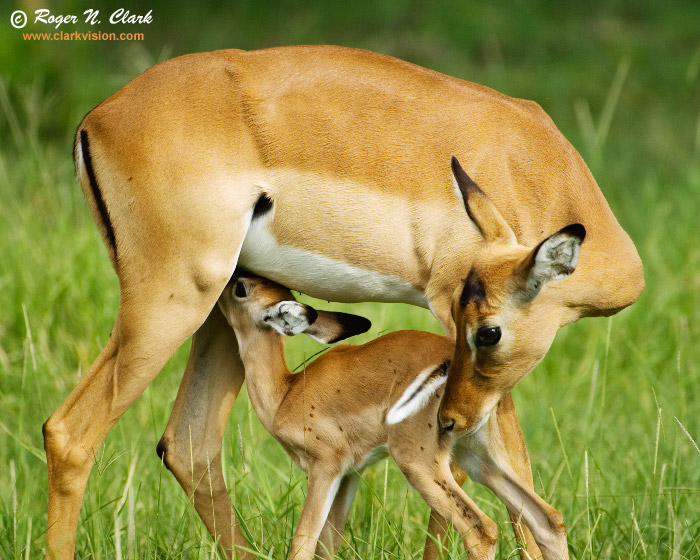 image impala-suckling.c01.17.2007.JZ3F6794b-700.jpg is Copyrighted by Roger N. Clark, www.clarkvision.com