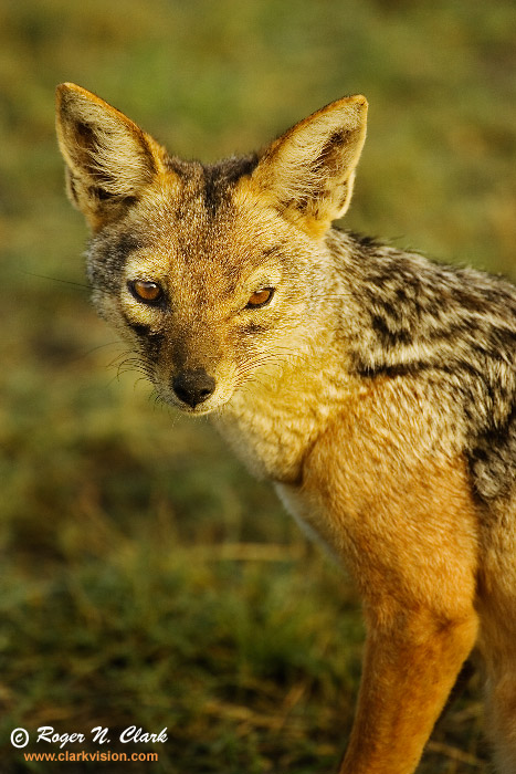 image jackal.c01.28.2007.JZ3F3555b-700.jpg is Copyrighted by Roger N. Clark, www.clarkvision.com