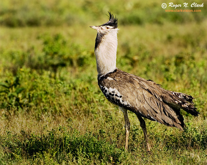 image kori.bustard.c01.26.2007.JZ3F2393b-700.jpg is Copyrighted by Roger N. Clark, www.clarkvision.com