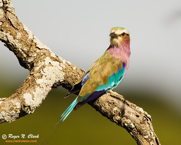 image lilac-breasted.roller.c01.24.2007.JZ3F1277c-700.jpg is Copyrighted by Roger N. Clark, www.clarkvision.com