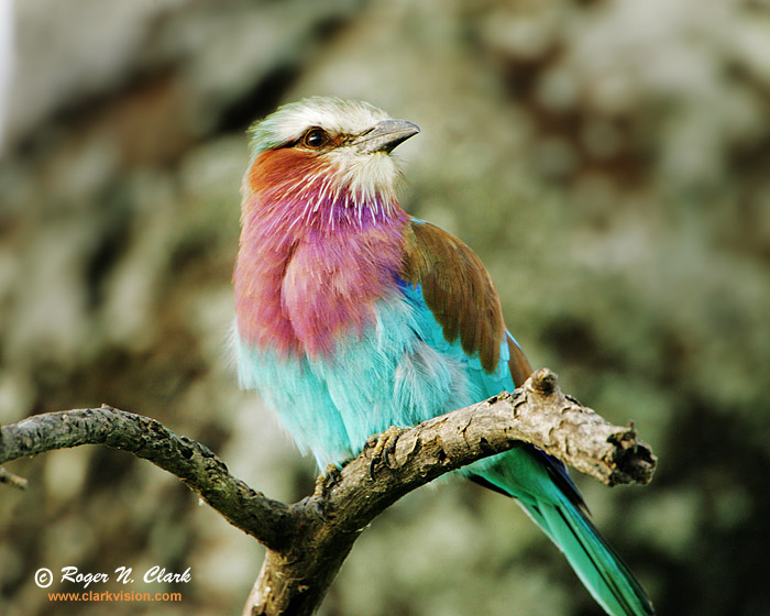 image lilac-breasted.roller.c01.24.2007.JZ3F1500b-700.jpg is Copyrighted by Roger N. Clark, www.clarkvision.com