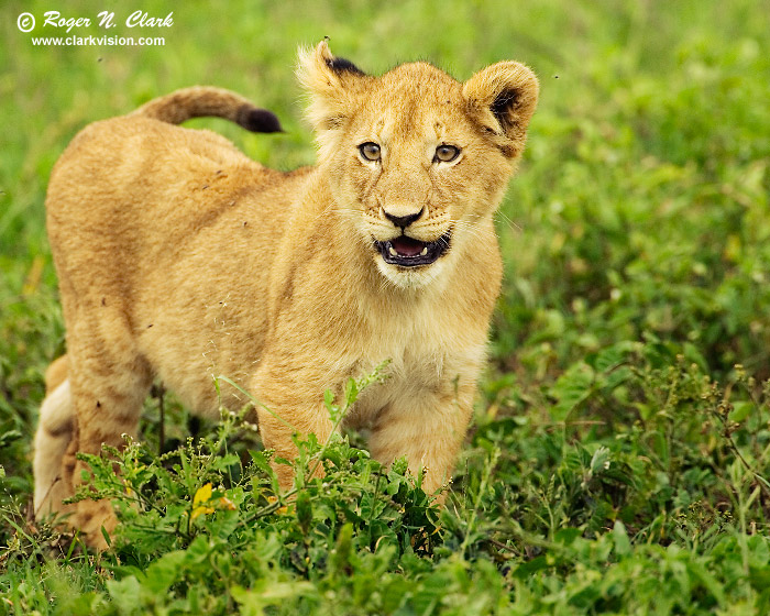 image lion.cub.c01.21.2007.JZ3F9379b-700.jpg is Copyrighted by Roger N. Clark, www.clarkvision.com