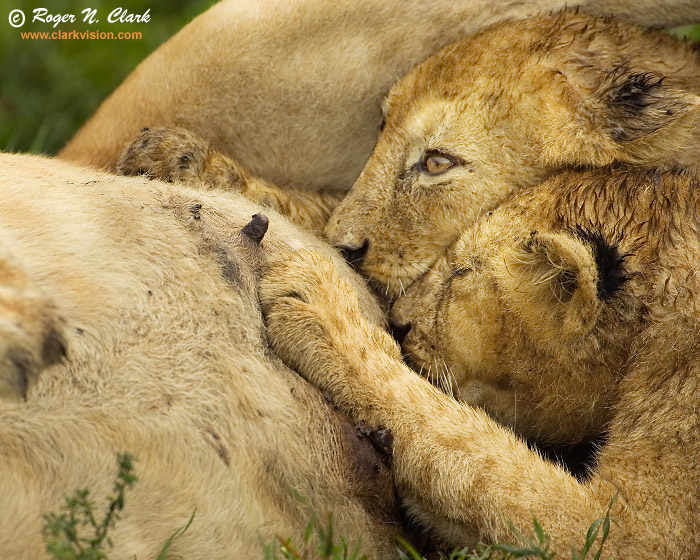 image lion.cubs.c01.20.2007.JZ3F8511b-700.jpg is Copyrighted by Roger N. Clark, www.clarkvision.com