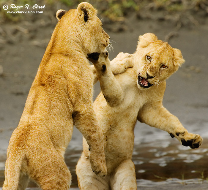 image lion.cubs.c01.21.2007.JZ3F8911.b-700.jpg is Copyrighted by Roger N. Clark, www.clarkvision.com