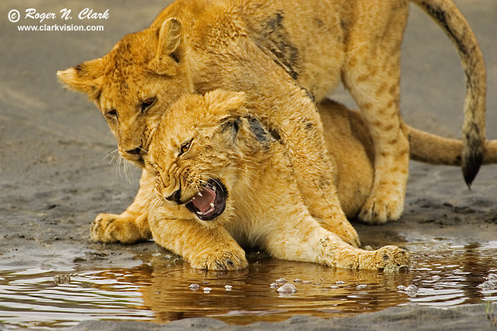 image lion.cubs.c01.21.2007.JZ3F9019.b-700.jpg is Copyrighted by Roger N. Clark, www.clarkvision.com