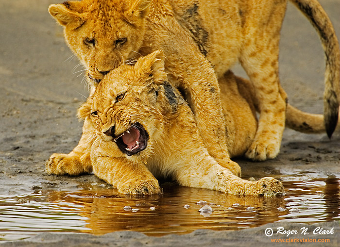 image lion.cubs.c01.21.2007.JZ3F9021.b-700.jpg is Copyrighted by Roger N. Clark, www.clarkvision.com