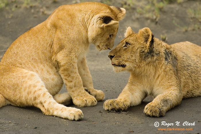 image lion.cubs.c01.21.2007.JZ3F9034b-700.jpg is Copyrighted by Roger N. Clark, www.clarkvision.com