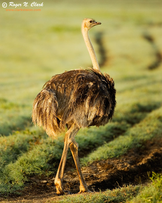 image ostrich.c01.28.2007.JZ3F3520b-700.jpg is Copyrighted by Roger N. Clark, www.clarkvision.com