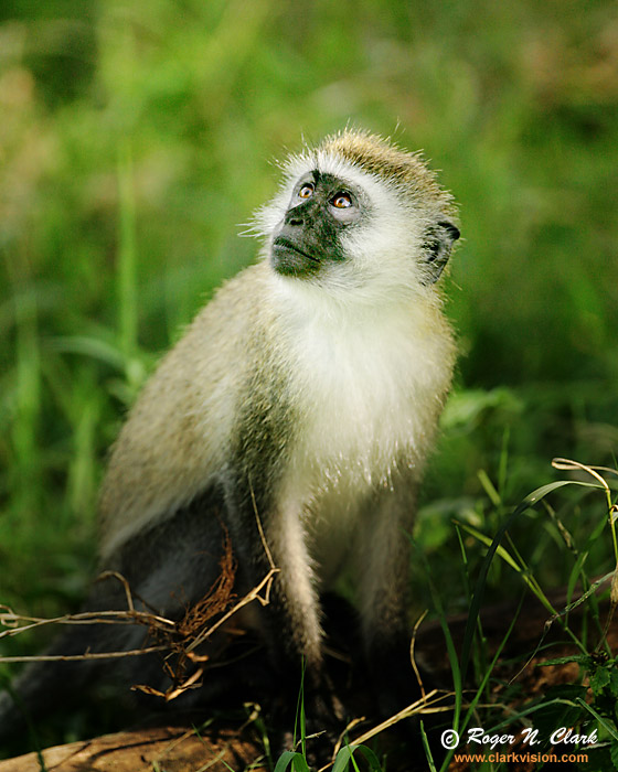 image vervet.monkey.c01.18.2007.JZ3F7323b-700.jpg is Copyrighted by Roger N. Clark, www.clarkvision.com