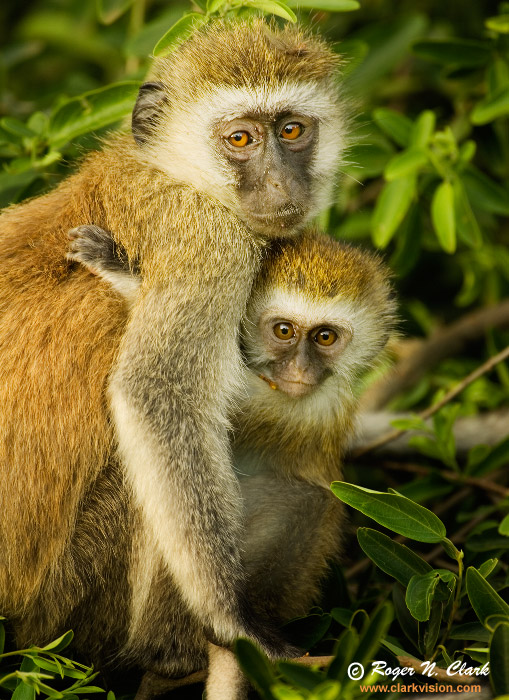 image vervet.monkeys.c01.19.2007.JZ3F7564b-700.jpg is Copyrighted by Roger N. Clark, www.clarkvision.com