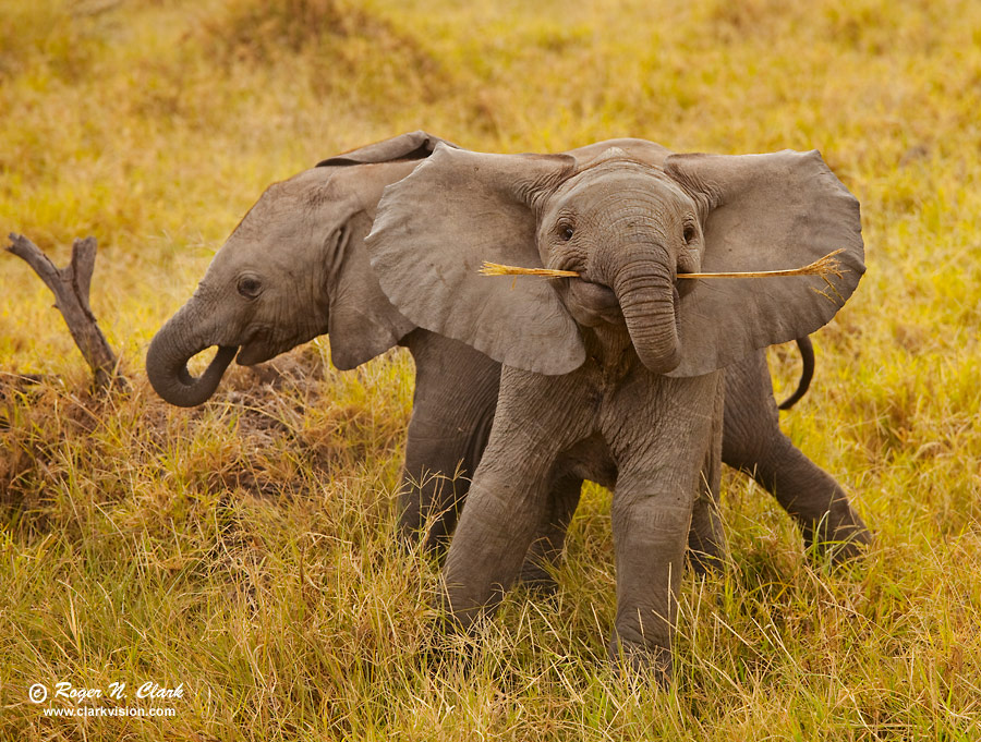 image baby.elephants.c01.17.2009._mg_0130.f-900.jpg is Copyrighted by Roger N. Clark, www.clarkvision.com