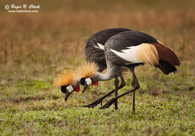 image crowned.cranes.c01.27.2009._mg_3267.b-800.jpg is Copyrighted by Roger N. Clark, www.clarkvision.com