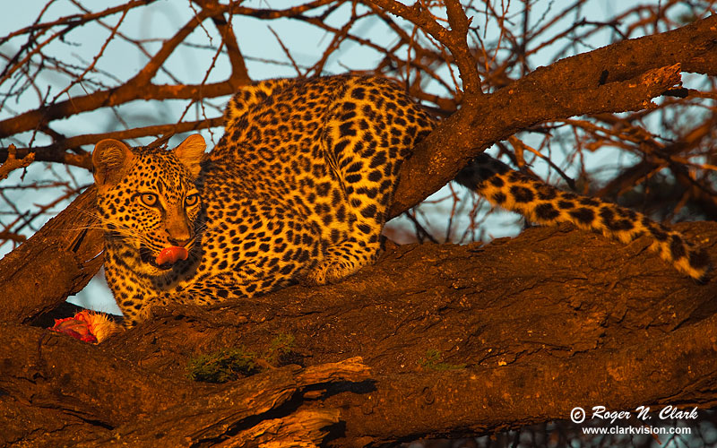 image leopard.at.sunrise.c01.23.2009._mg_1639.c-800.jpg is Copyrighted by Roger N. Clark, www.clarkvision.com