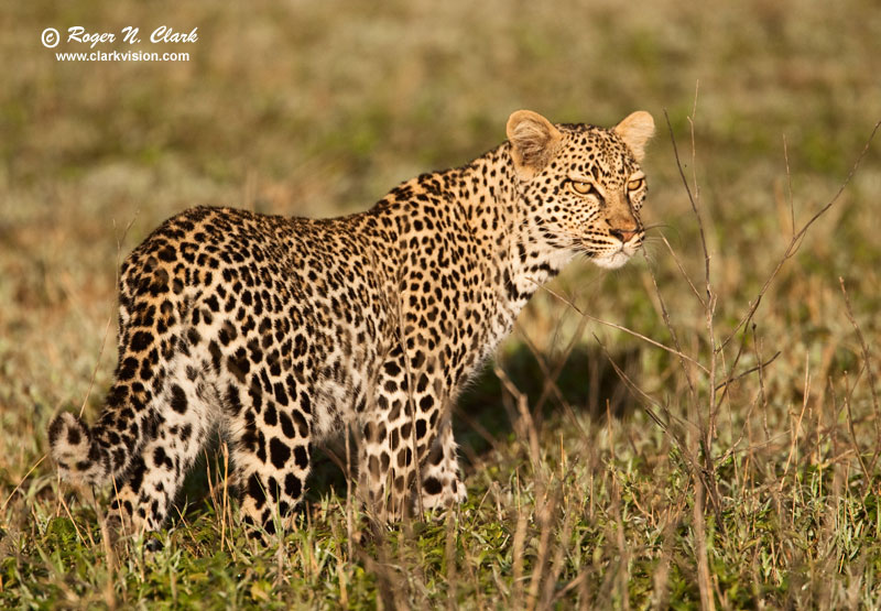 image leopard.c01.23.2009._mg_1740.b-800.jpg is Copyrighted by Roger N. Clark, www.clarkvision.com