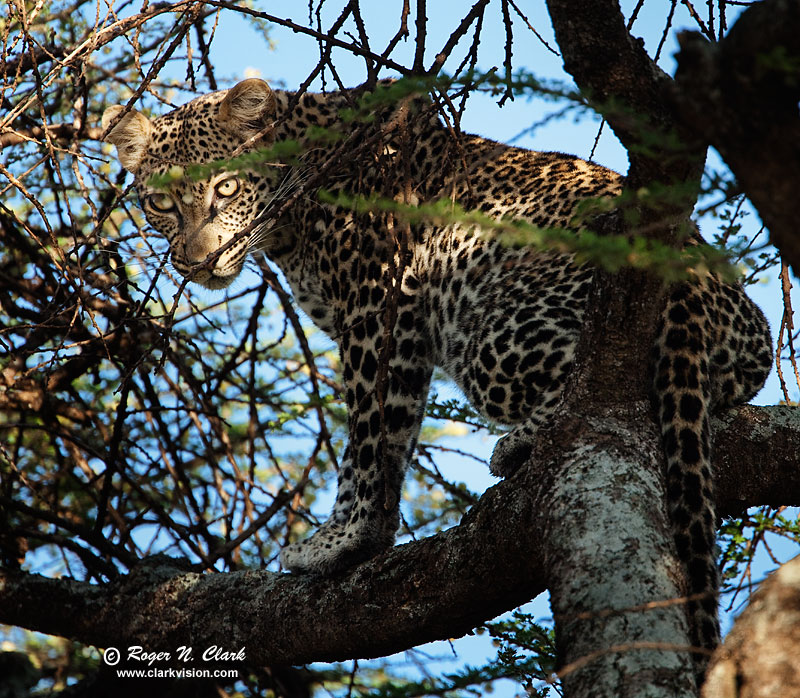 image leopard.c01.23.2009._mg_1759.c-800.jpg is Copyrighted by Roger N. Clark, www.clarkvision.com