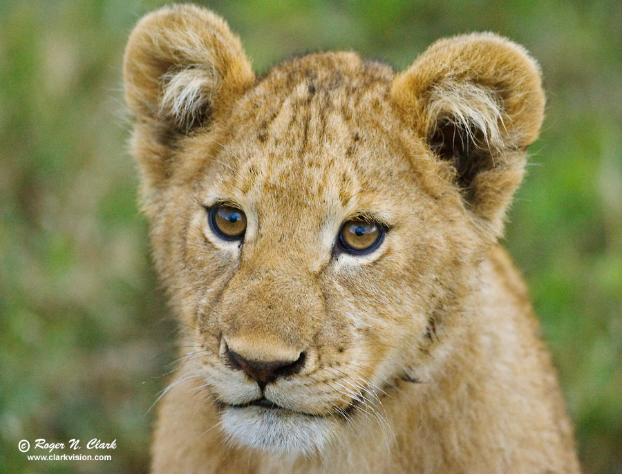 image lion.cub.01.26.2009.jz3f0705.c-900.jpg is Copyrighted by Roger N. Clark, www.clarkvision.com