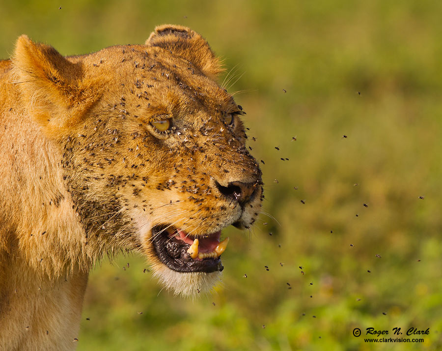 image lion+flies.c02.20.2011.c45i3088.d-900.jpg is Copyrighted by Roger N. Clark, www.clarkvision.com