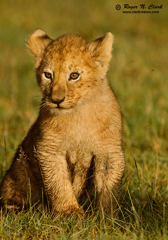 image lion.cub.c02.22.2011.c45i4595.c-800.jpg is Copyrighted by Roger N. Clark, www.clarkvision.com