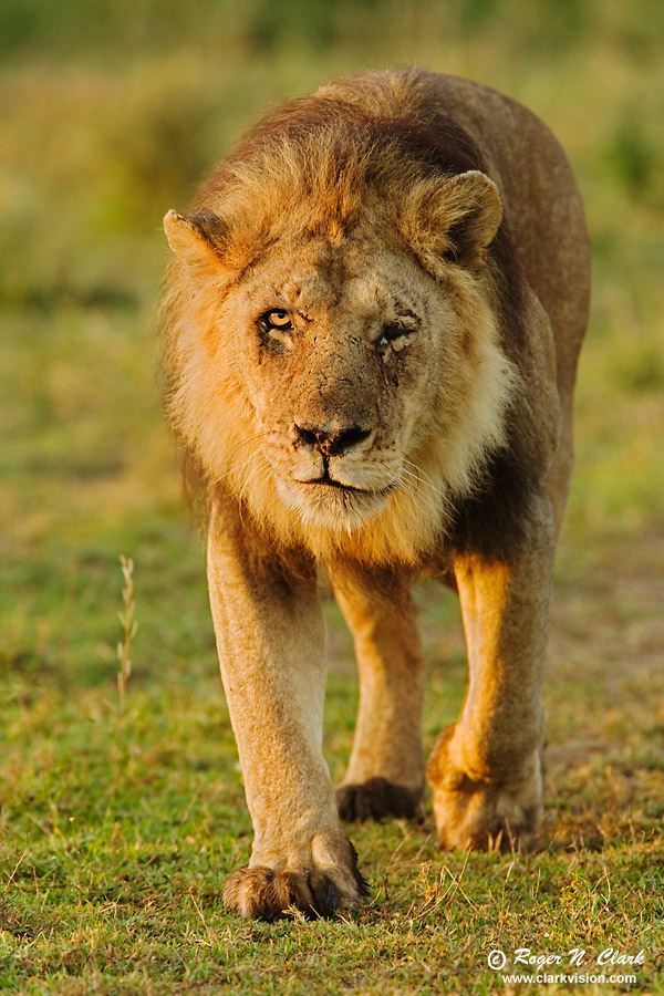 image lion.male.seq4.c02.21.2011.c45i3763.b-900.jpg is Copyrighted by Roger N. Clark, www.clarkvision.com