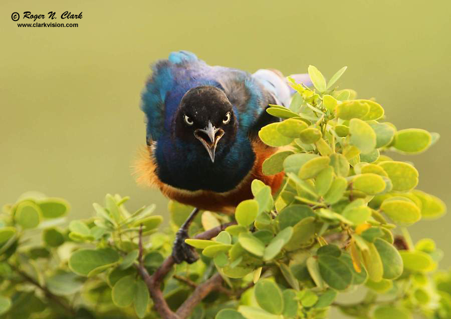 image superb.starling.c02.18.2011.C45I1313.b.jpg is Copyrighted by Roger N. Clark, www.clarkvision.com