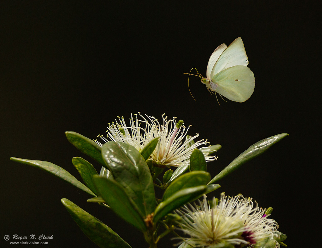 image butterfly.c08.11.2012.C45I6739.c-1024.jpg is Copyrighted by Roger N. Clark, www.clarkvision.com