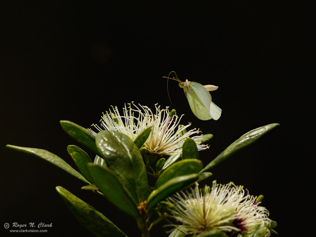 image butterfly.c08.11.2012.C45I6740.c-1024.jpg is Copyrighted by Roger N. Clark, www.clarkvision.com