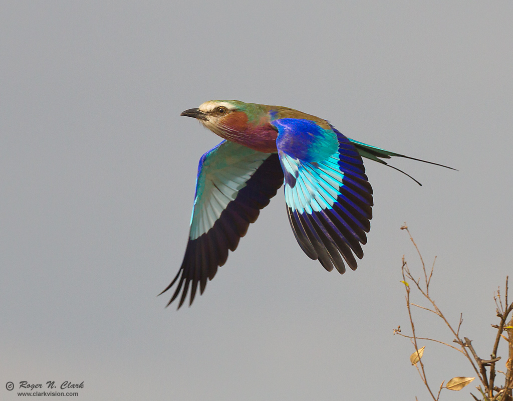 image lilac.breasted.roller.c08.07.2012.C45I3055.b-1024.jpg is Copyrighted by Roger N. Clark, www.clarkvision.com