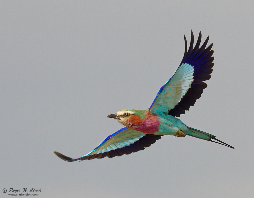 image lilac.breasted.roller.c08.07.2012.C45I3056.b-1024.jpg is Copyrighted by Roger N. Clark, www.clarkvision.com