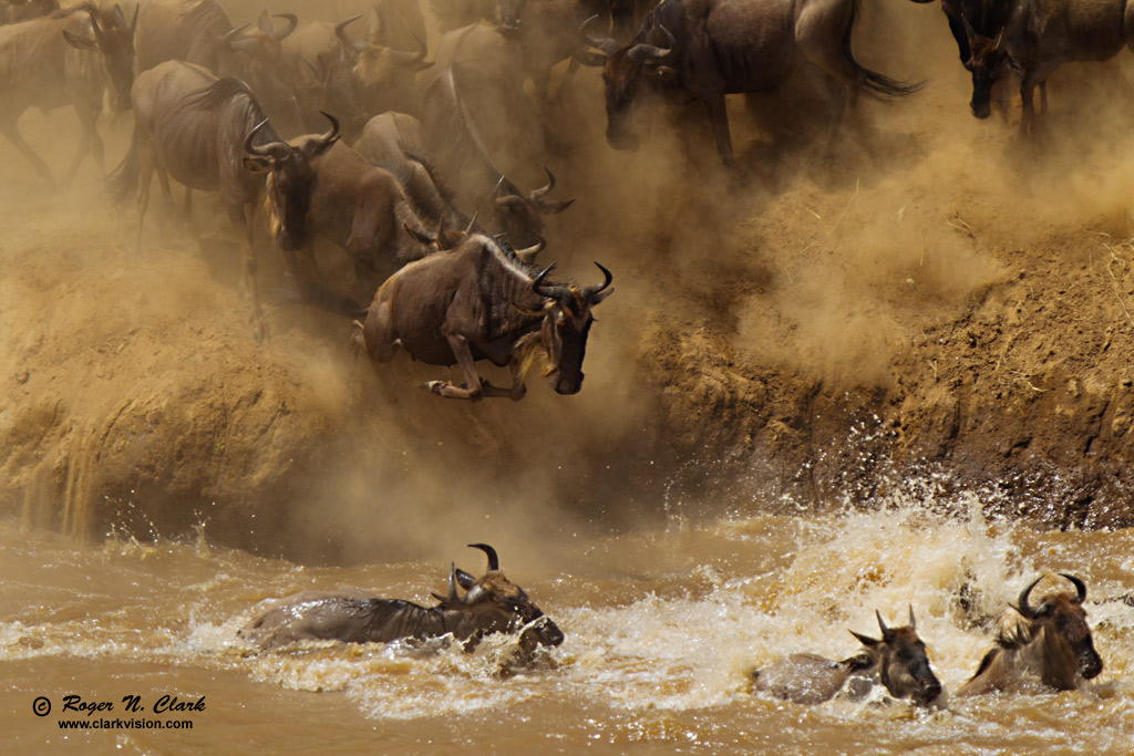 image wildebeest.at.mara.river.c08.06.2012.C45I1654.b-1024.jpg is Copyrighted by Roger N. Clark, www.clarkvision.com