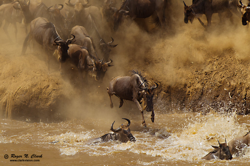 image wildebeest.at.mara.river.c08.06.2012.C45I1657.b-1024.jpg is Copyrighted by Roger N. Clark, www.clarkvision.com