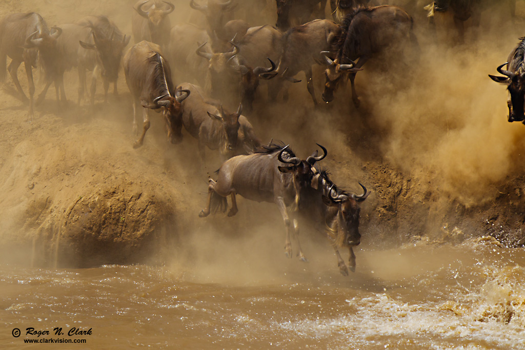 image wildebeest.at.mara.river.c08.06.2012.C45I1662.c-1024.jpg is Copyrighted by Roger N. Clark, www.clarkvision.com