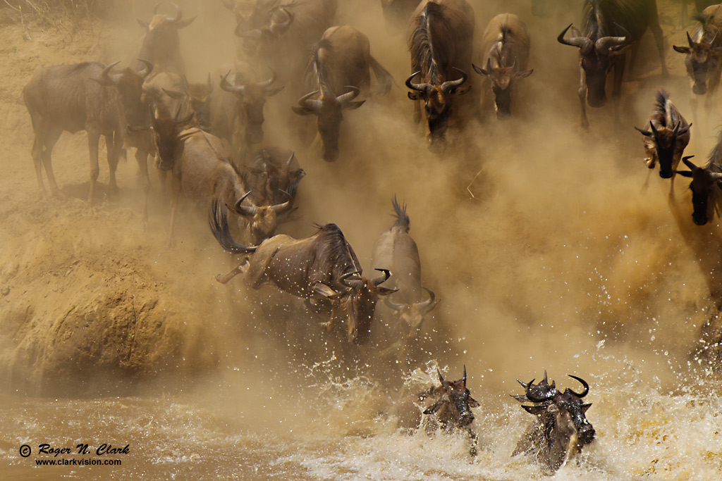 image wildebeest.at.mara.river.c08.06.2012.C45I1666.c-1024.jpg is Copyrighted by Roger N. Clark, www.clarkvision.com