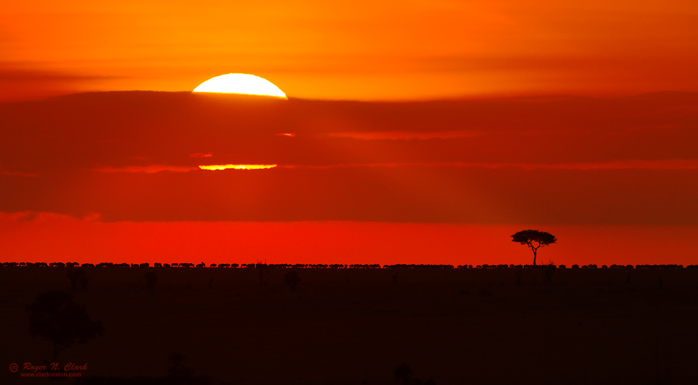 image wildebeest.serengeti.sunrise.rnc08.05.2012.C45I0526.b-c2-1400ws.jpg is Copyrighted by Roger N. Clark, www.clarkvision.com