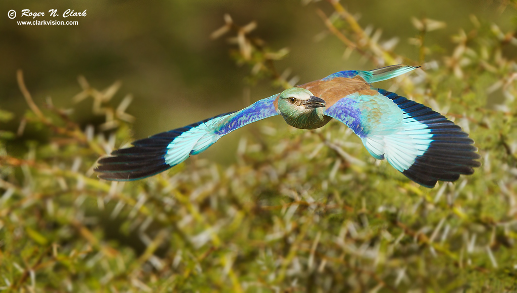 image eurasian.roller.c02.25.2013.C45I0820.d-1024.jpg is Copyrighted by Roger N. Clark, www.clarkvision.com