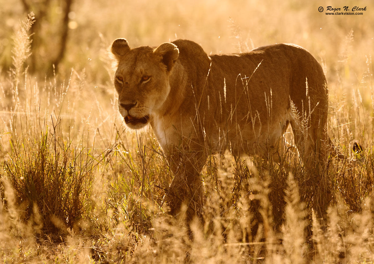 image lioness.c02.22.2015.0J6A5949_c-1212s.jpg is Copyrighted by Roger N. Clark, www.clarkvision.com