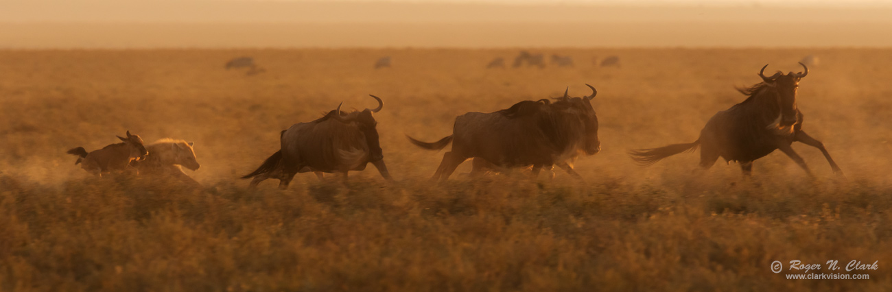 image hyena-chasing-wildebeest.0J6A5645.b-1300s.jpg is Copyrighted by Roger N. Clark, www.clarkvision.com