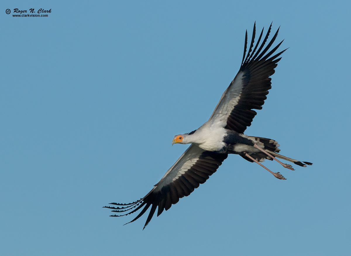 image secretary.bird.c02.15.2018.0J6A1405.b-1200s.jpg is Copyrighted by Roger N. Clark, www.clarkvision.com