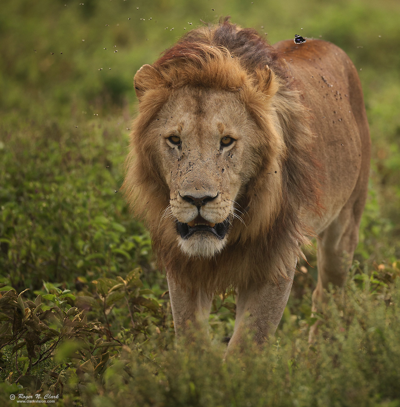 image approaching-male-lion-and-butterfly-c02-19-2024-4C3A1447-b-1300s.jpg is Copyrighted by Roger N. Clark, www.clarkvision.com