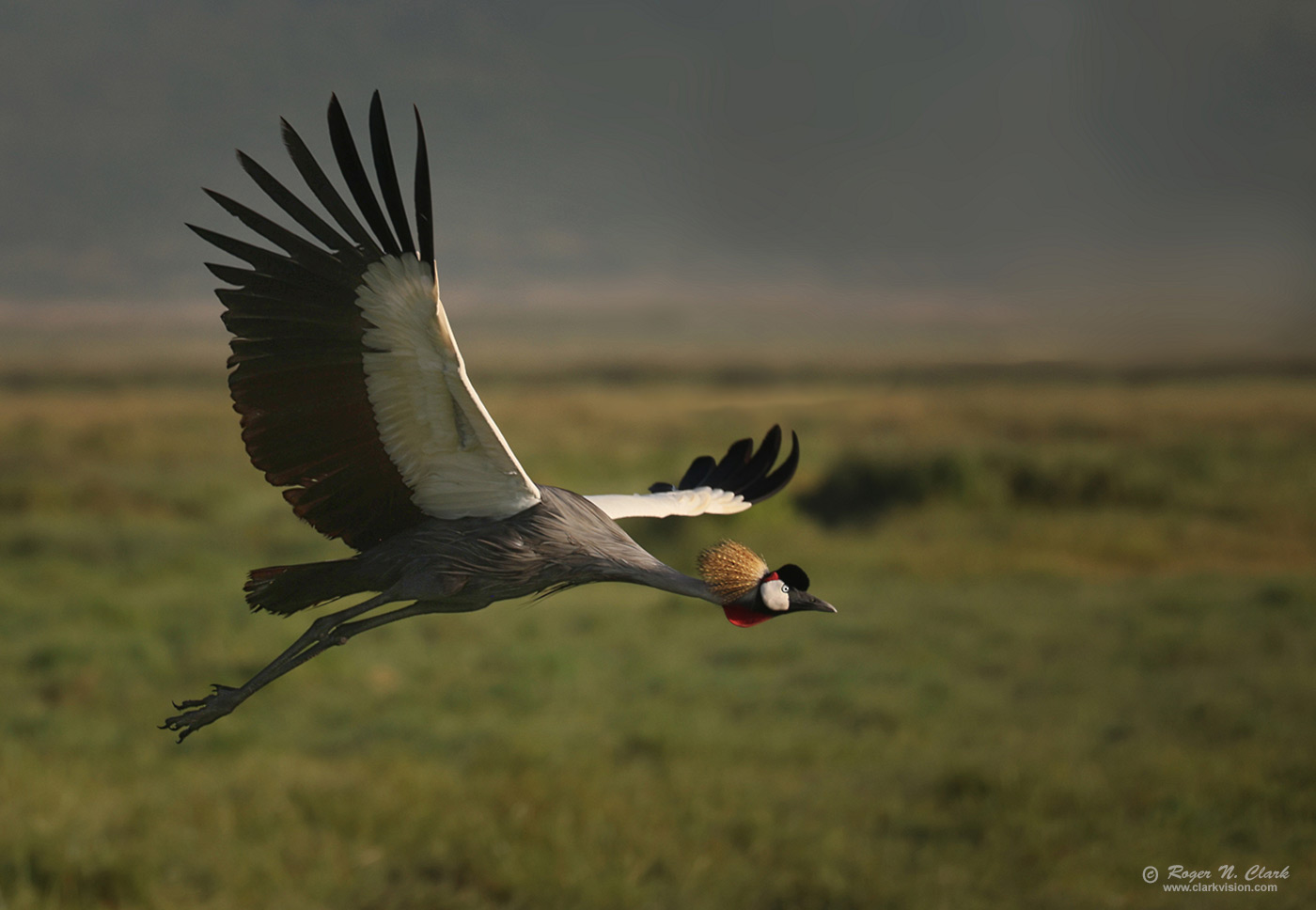 image crowned-crane-c02-25-2024-4C3A3905-d-1400s.jpg is Copyrighted by Roger N. Clark, www.clarkvision.com