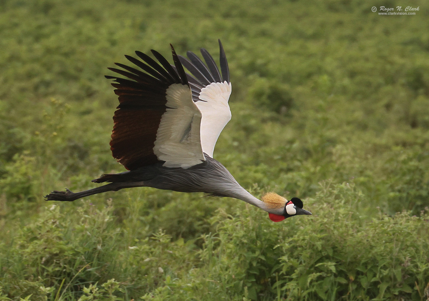 image crowned-crane-c02-25-2024-4C3A4051-c-1400s.jpg is Copyrighted by Roger N. Clark, www.clarkvision.com