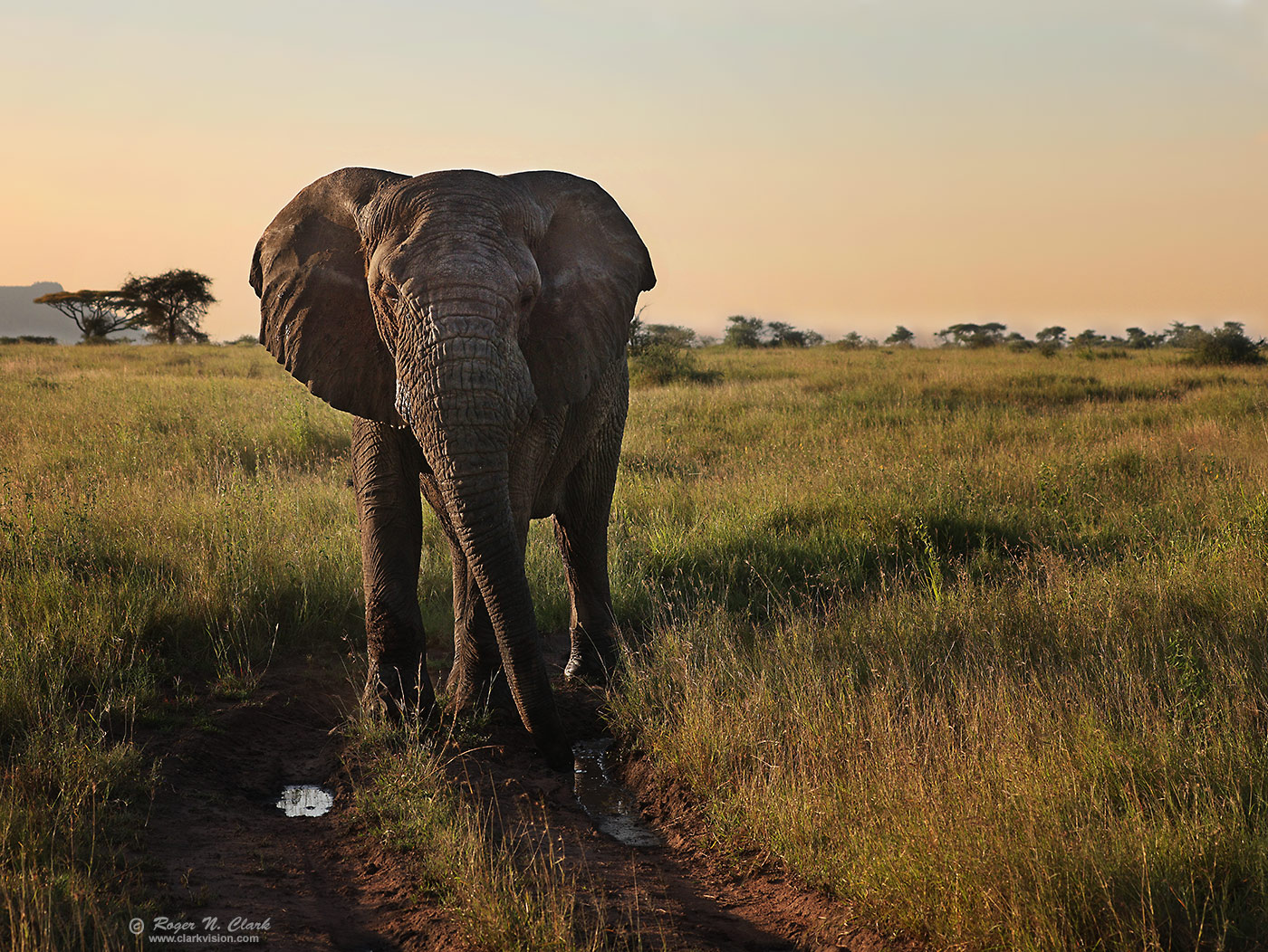 image elephant-road-block-c02-21-2024-4C3A1986-b1400s.jpg is Copyrighted by Roger N. Clark, www.clarkvision.com