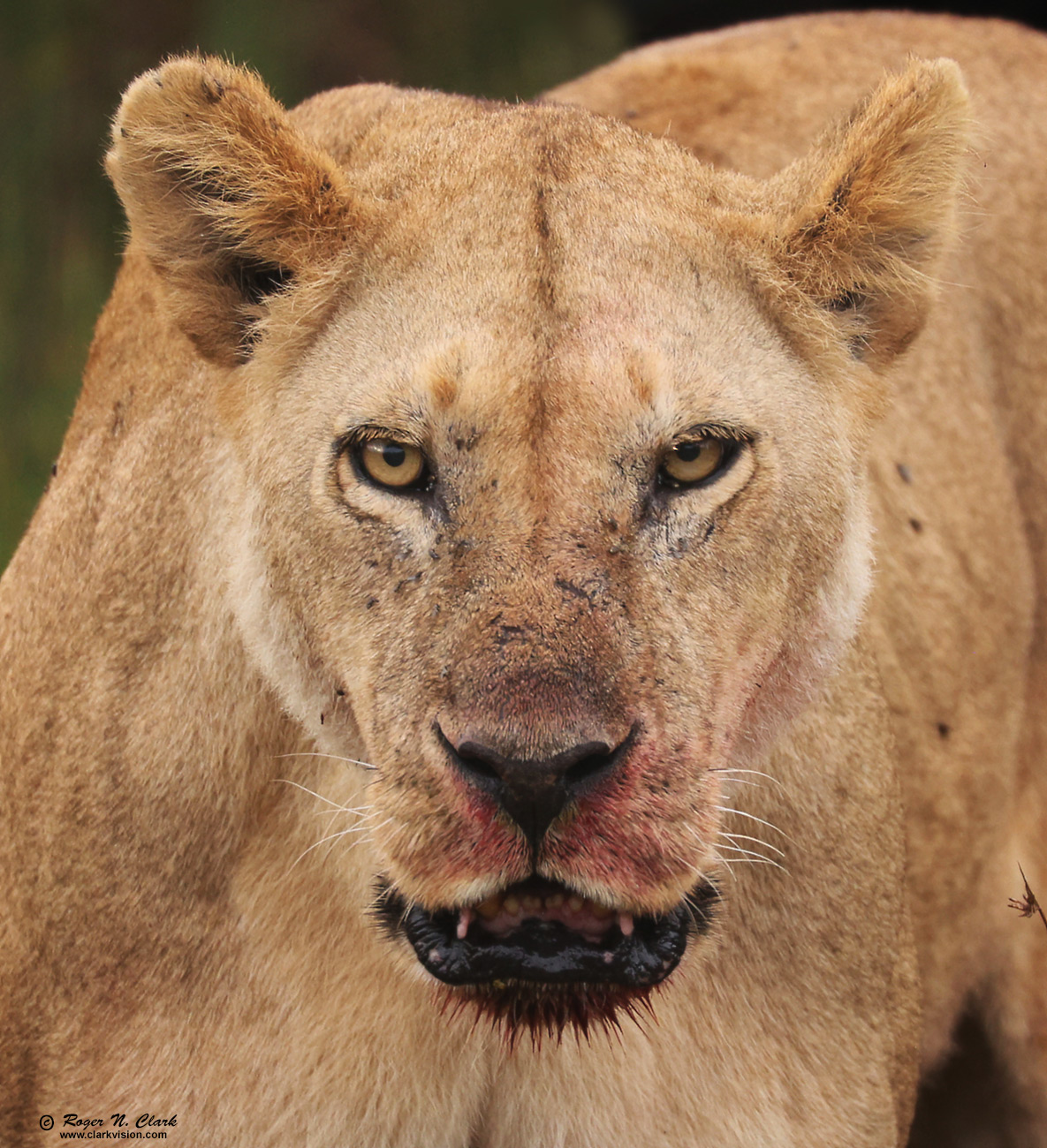 image female-lion-approaching-c02-19-2024-4C3A1354-d-1300s.jpg is Copyrighted by Roger N. Clark, www.clarkvision.com