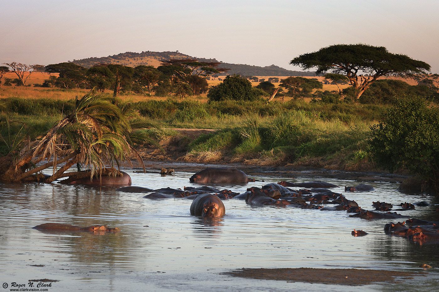 image hippo-pool-at-sunrise-c02-23-2024-4C3A2769-b-1400s.jpg is Copyrighted by Roger N. Clark, www.clarkvision.com