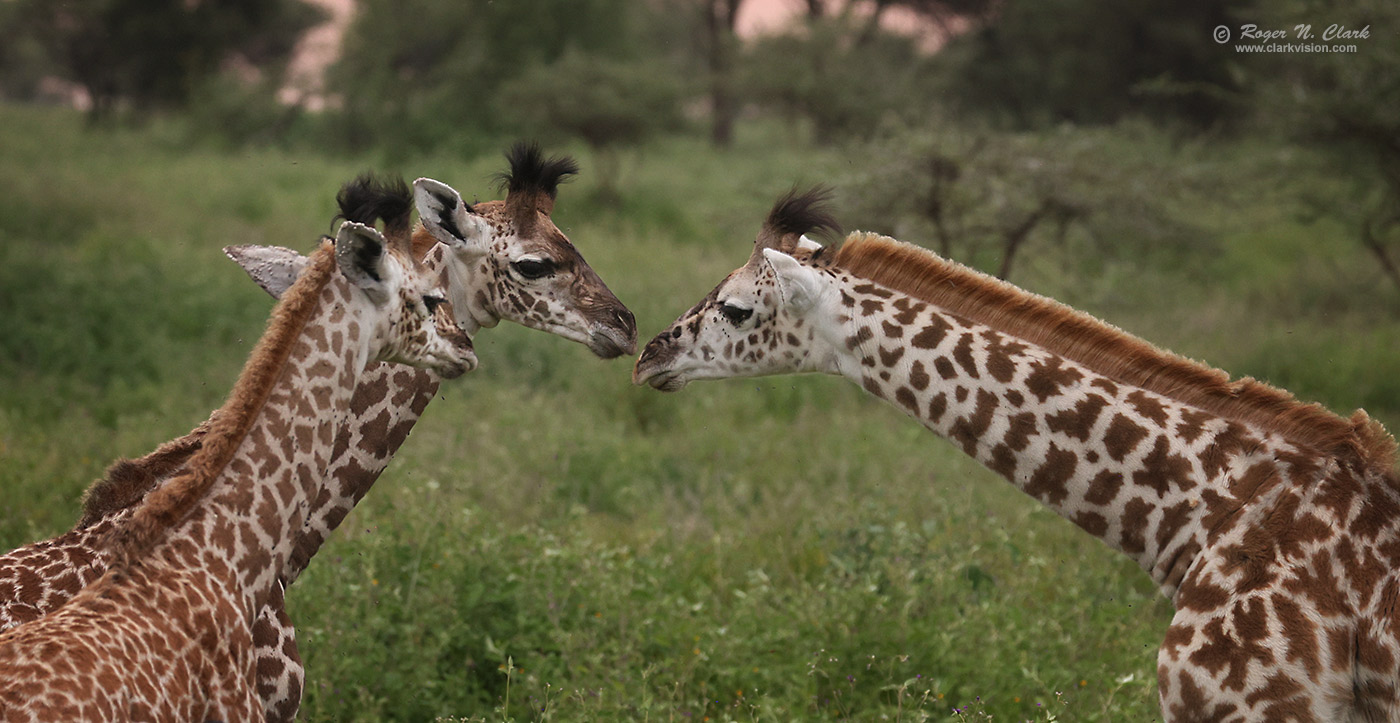 image juvinile-giraffe-conference-c02-19-2024-4C3A1599-c-1400s.jpg is Copyrighted by Roger N. Clark, www.clarkvision.com